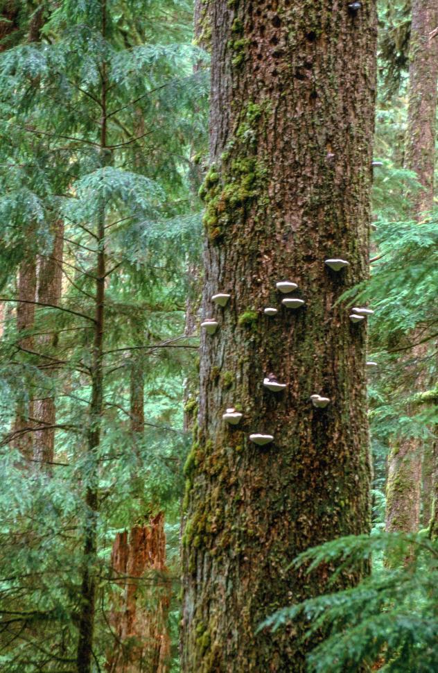 Free Image of White mushrooms grow on the tree trunk. 