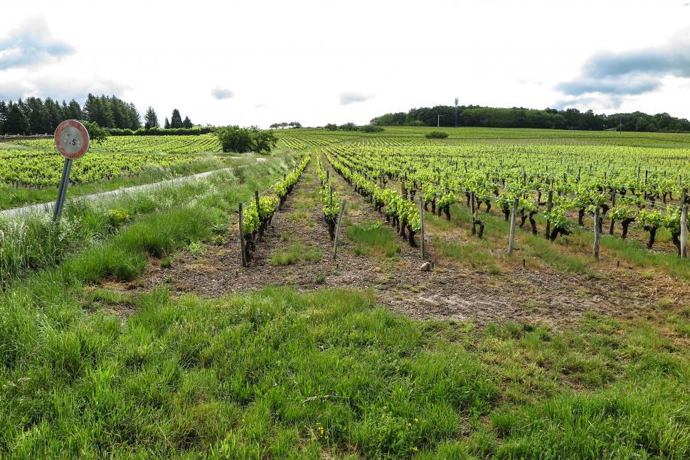 Free Image of Vineyard in France 