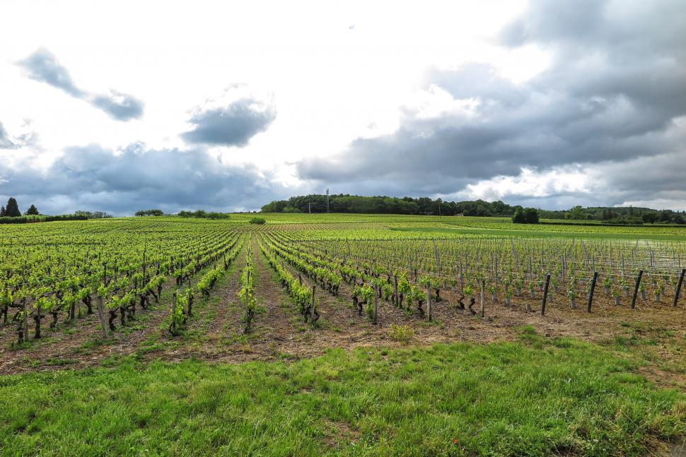 Free Image of Grape vines in France 