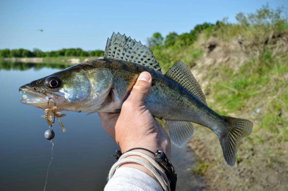 Free Image of Caught zander fish or walleye in fisherman's hand   