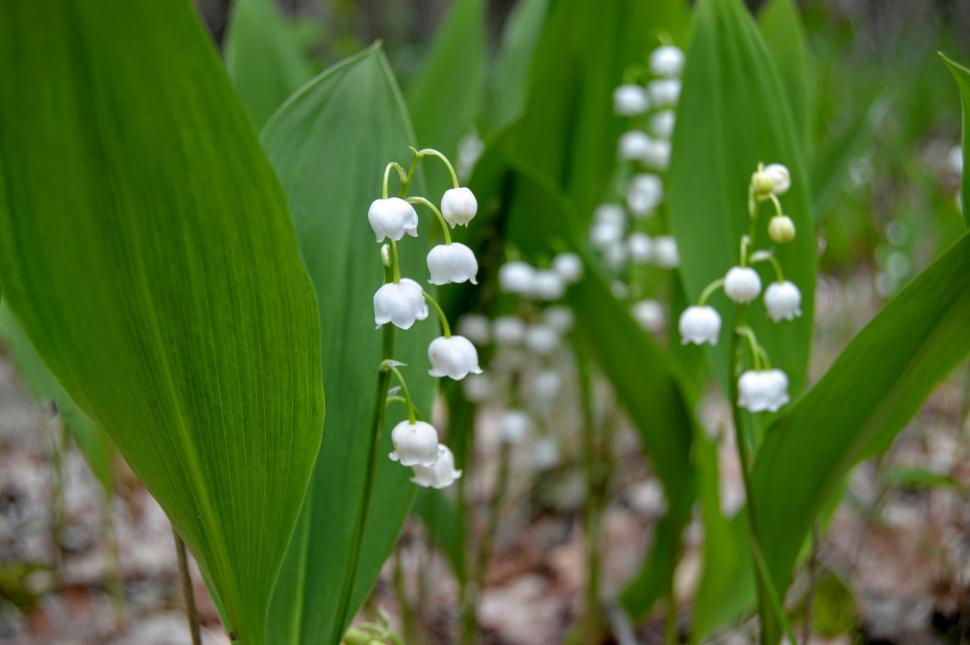 Free Image of Blooming lily of the valley in the forest surrounded by green leaves  