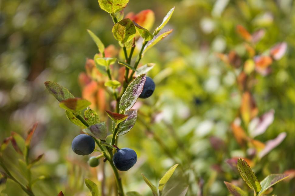 Free Image of Blueberries growing on blueberry plants in the forest  