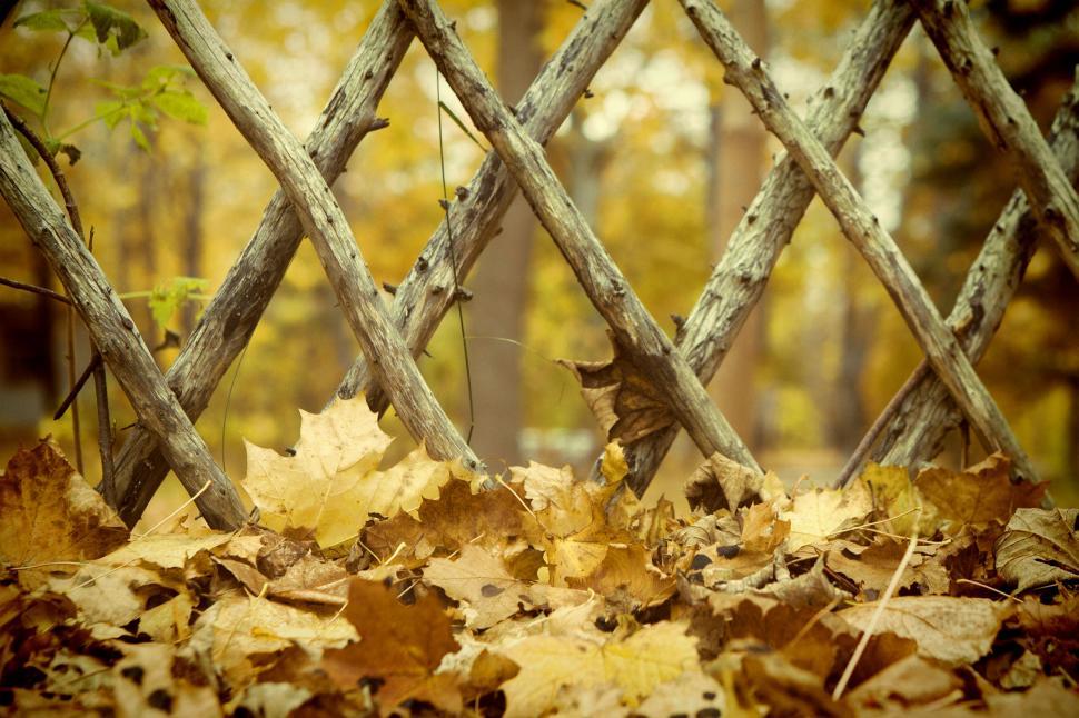 Free Image of Leaves and fence 