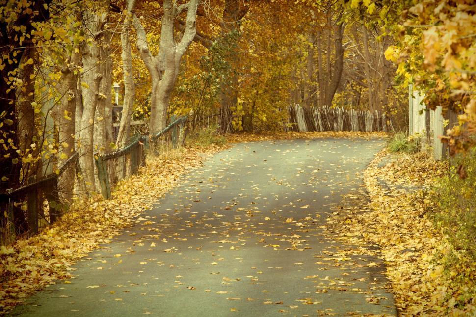 Free Image of Leaves on a country road 