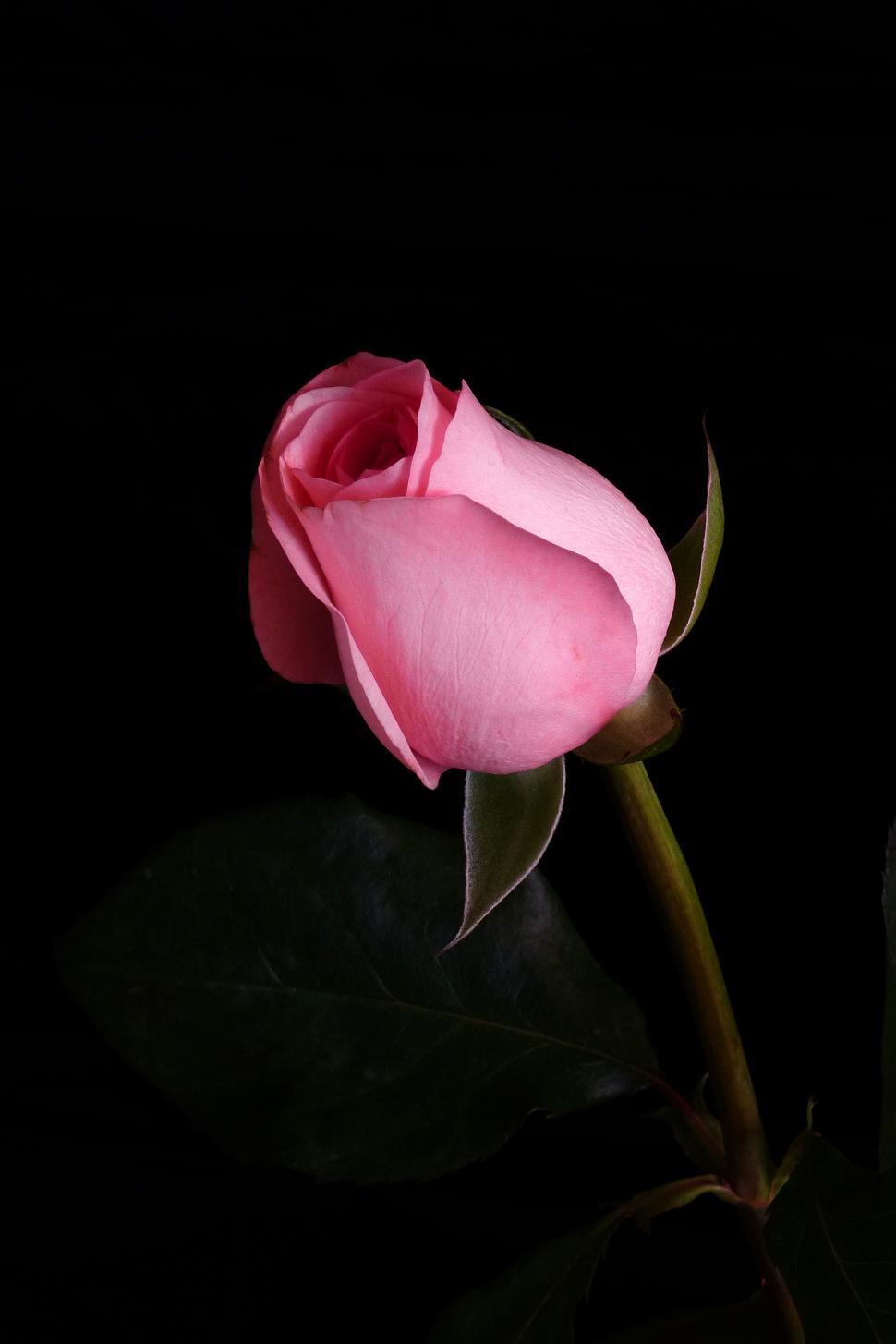 Free Image of Pink Rose Flower 