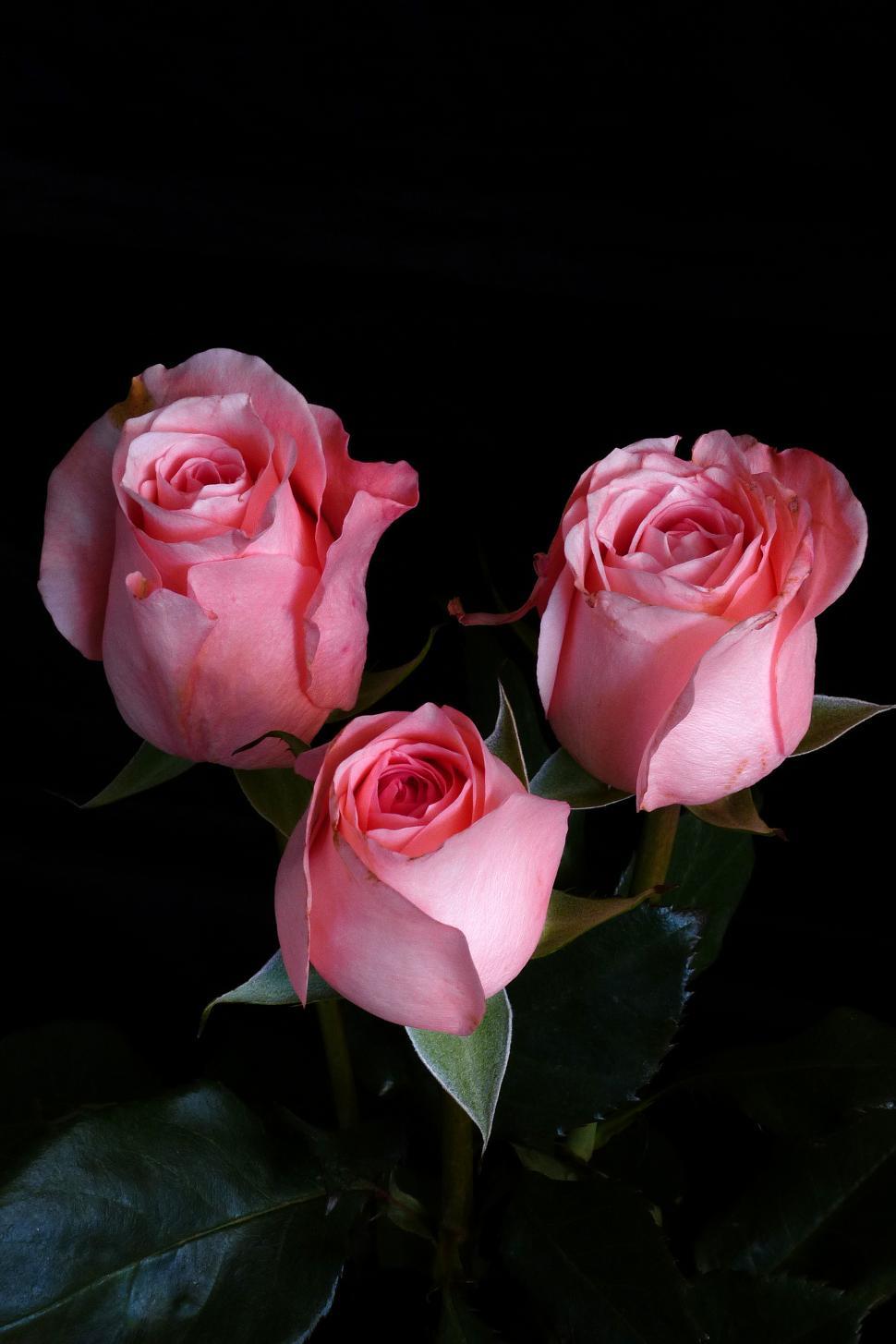 Free Image of Three Pink Roses 