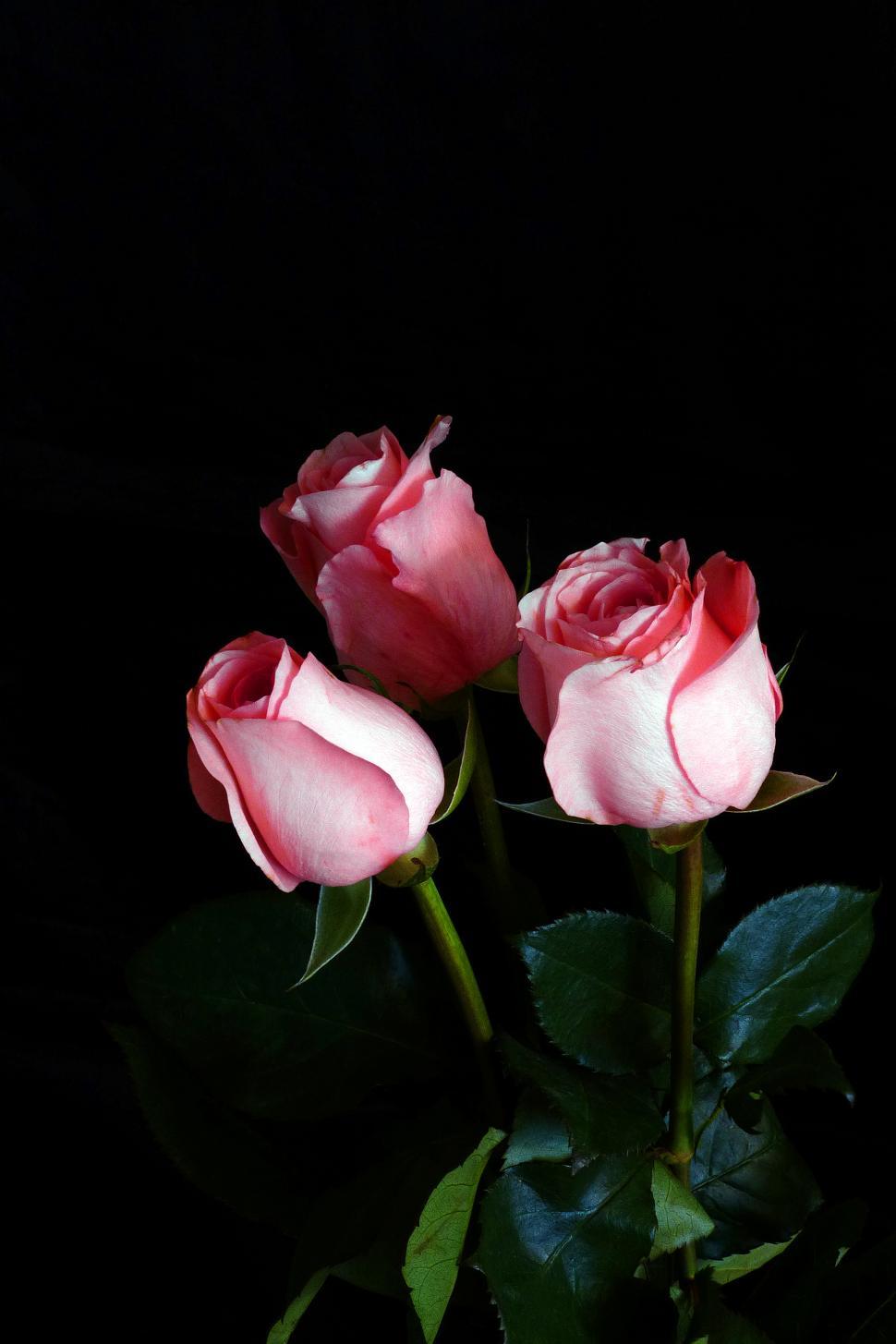 Free Image of Pink Roses Trio 