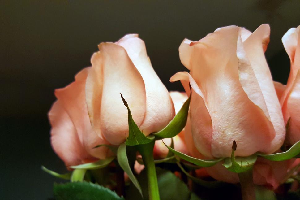 Free Image of Pink Roses 