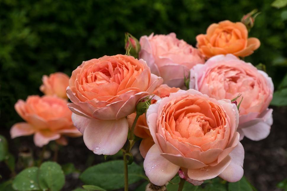Free Image of Three Pink Rose Flowers 