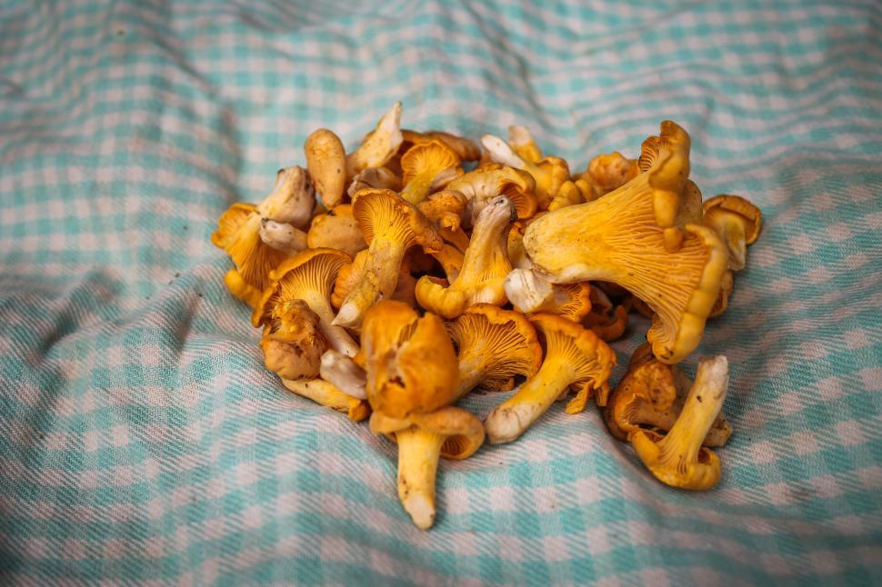 Free Image of Freshly picked chanterelle mushrooms  