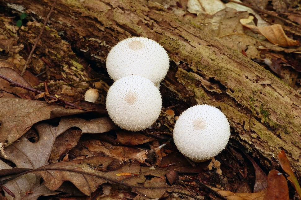 Download Free Stock Photo of Common Puffball Mushrooms 