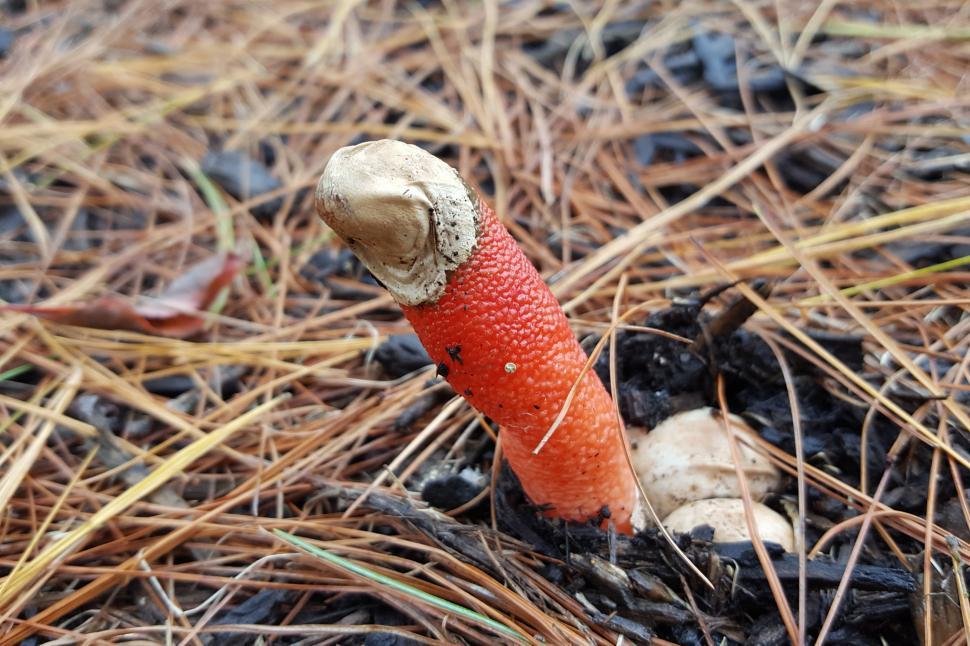 Free Image of Penis Mushroom and Mulch 