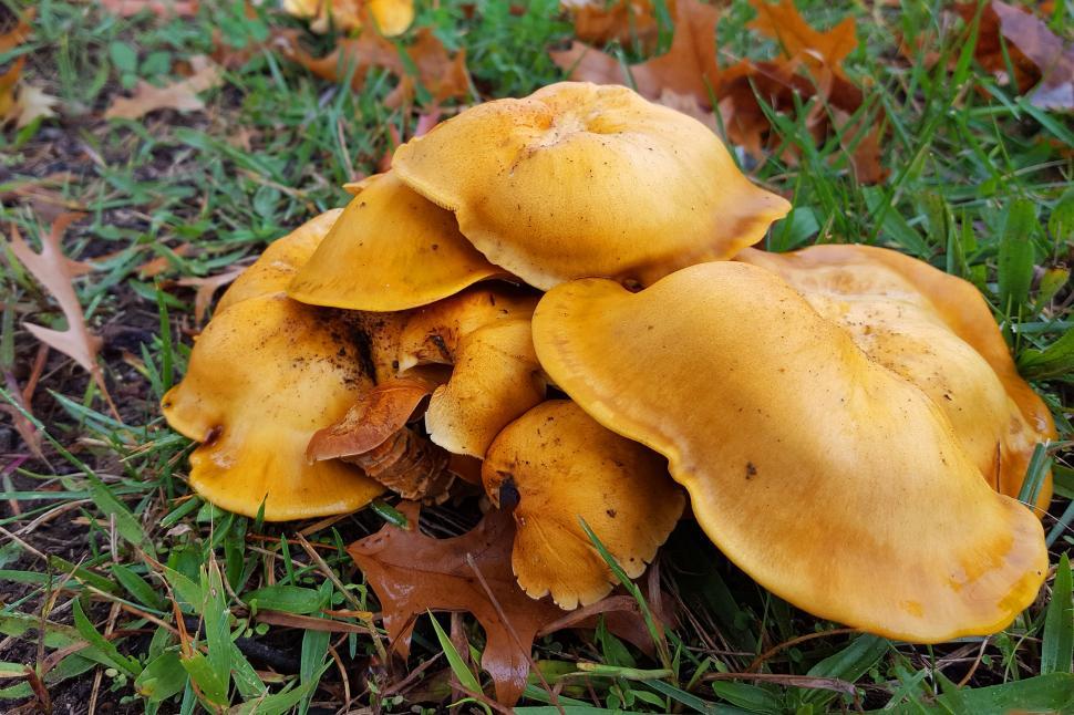 Download Free Stock Photo of Yellow Mushrooms 