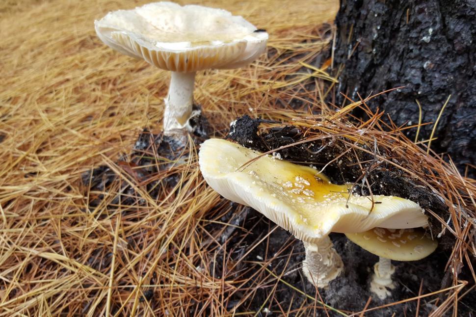 Free Image of Poisonous Mushrooms 