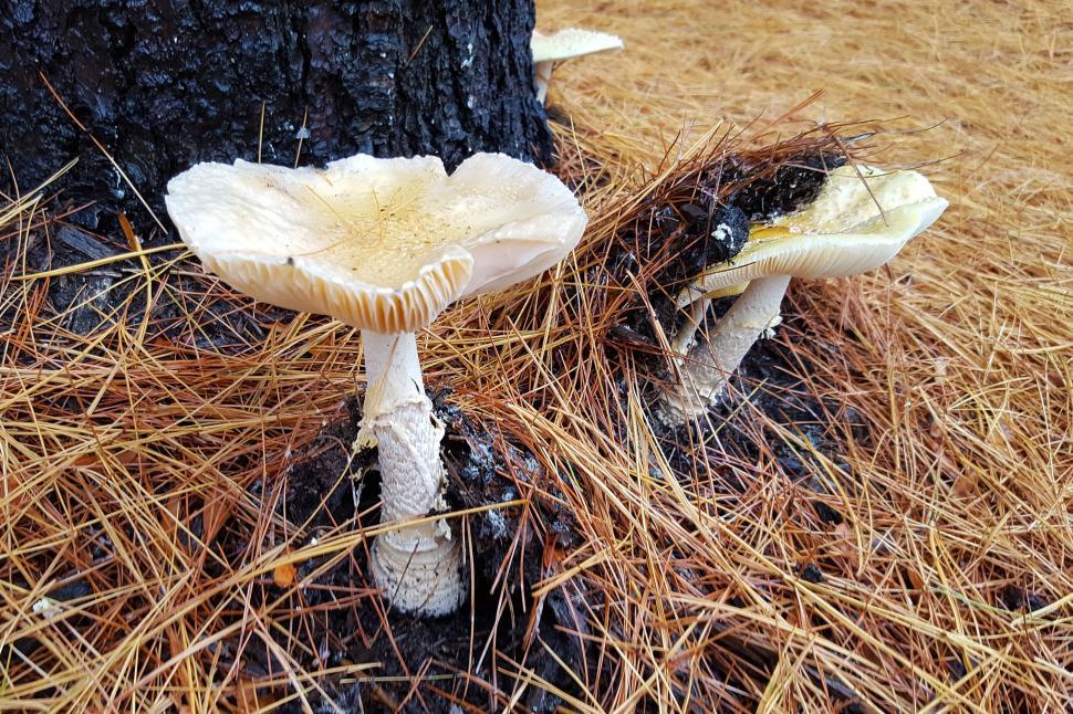 Free Image of Poisonous Mushrooms By Pine Tree 