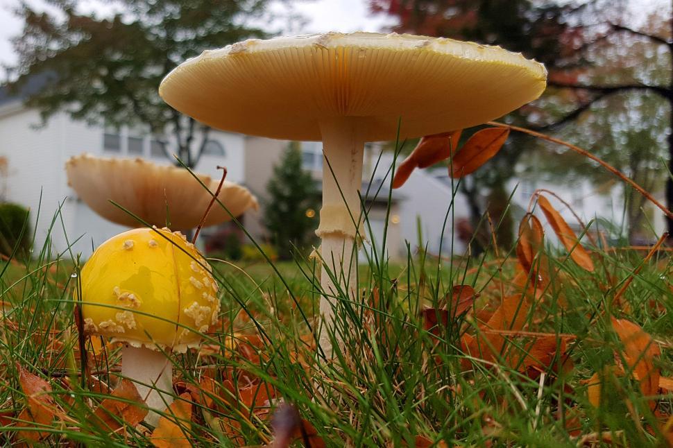 Free Image of Young and Mature Yellow Fly Mushrooms 