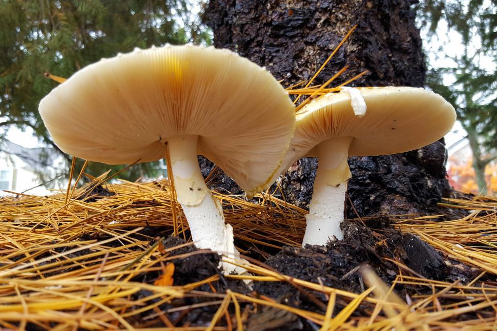 Free Image of Two Yellow Fly Mushrooms 