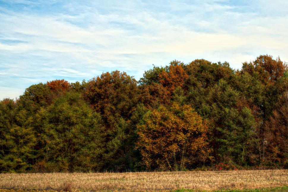 Free Image of Autumn colors  