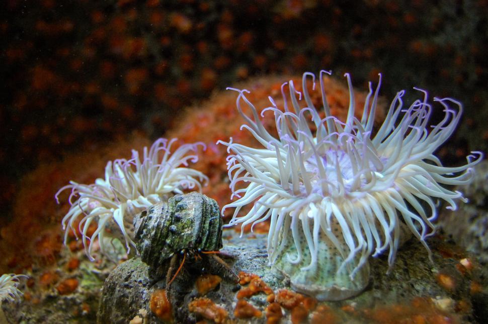 Free Image of Two White Sea Anemones on Rock 
