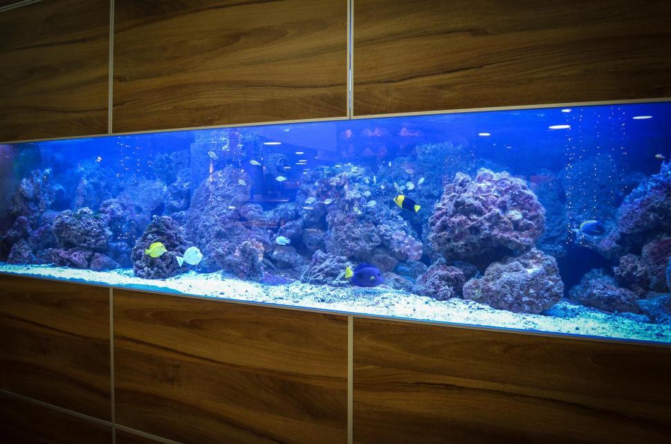 Free Image of Fish Tank Against Wall 
