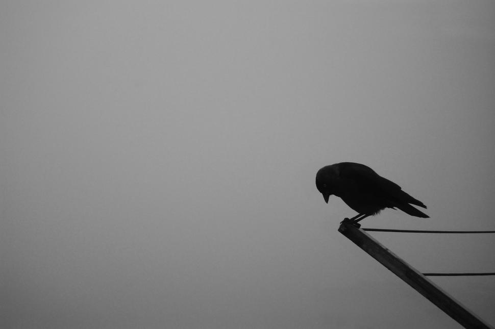 Free Image of Bird Perched on Wire 