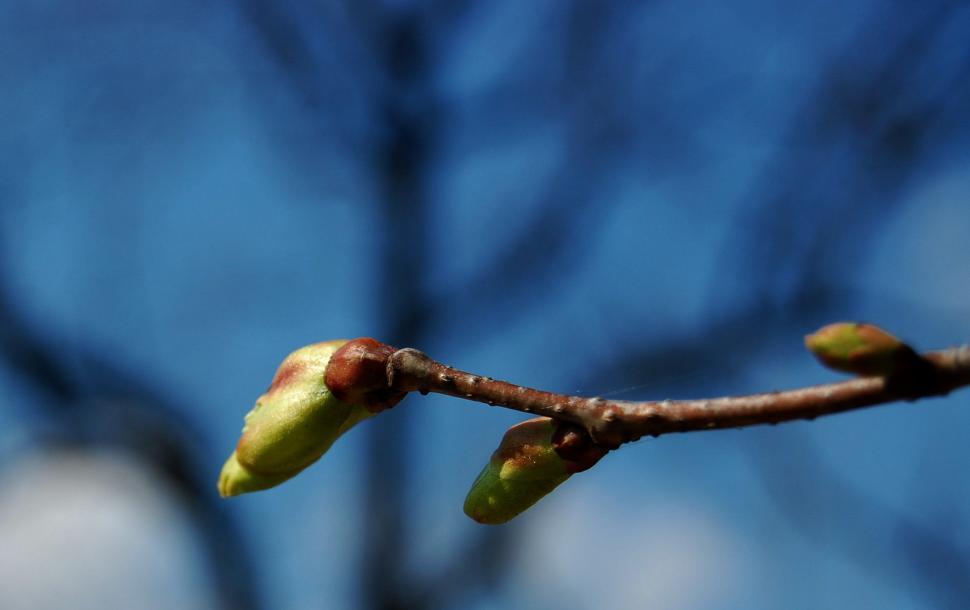 Free Image of Close Up of a Tree Branch With Buds 