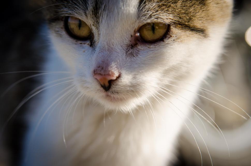Free Image of Close Up of a Cat in Blurry Background 