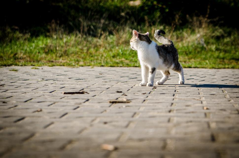 Free Image of Cat Walking Across Brick Walkway in Sun 