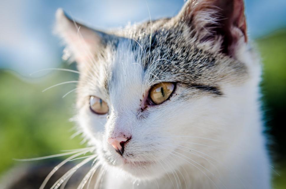 Free Image of cat feline animal kitten domestic cat kitty fur pet domestic animal tabby domestic cute mammal whiskers eyes pets furry egyptian cat eye animals looking hair portrait face adorable look grey curious 