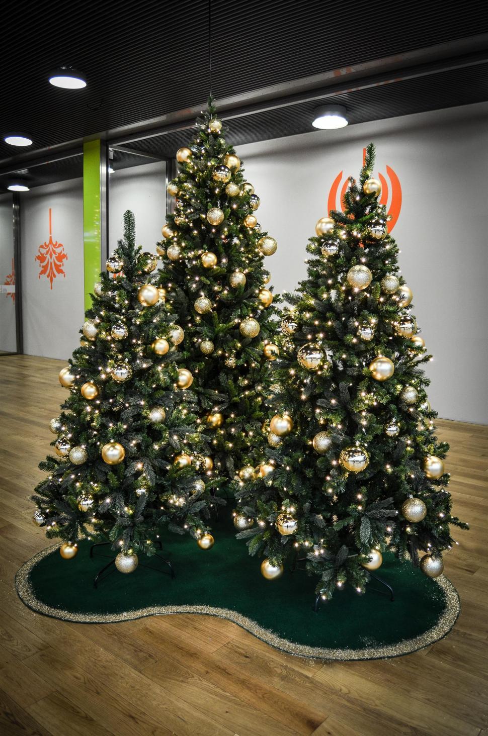 Free Image of Two Christmas Trees on Hardwood Floor 