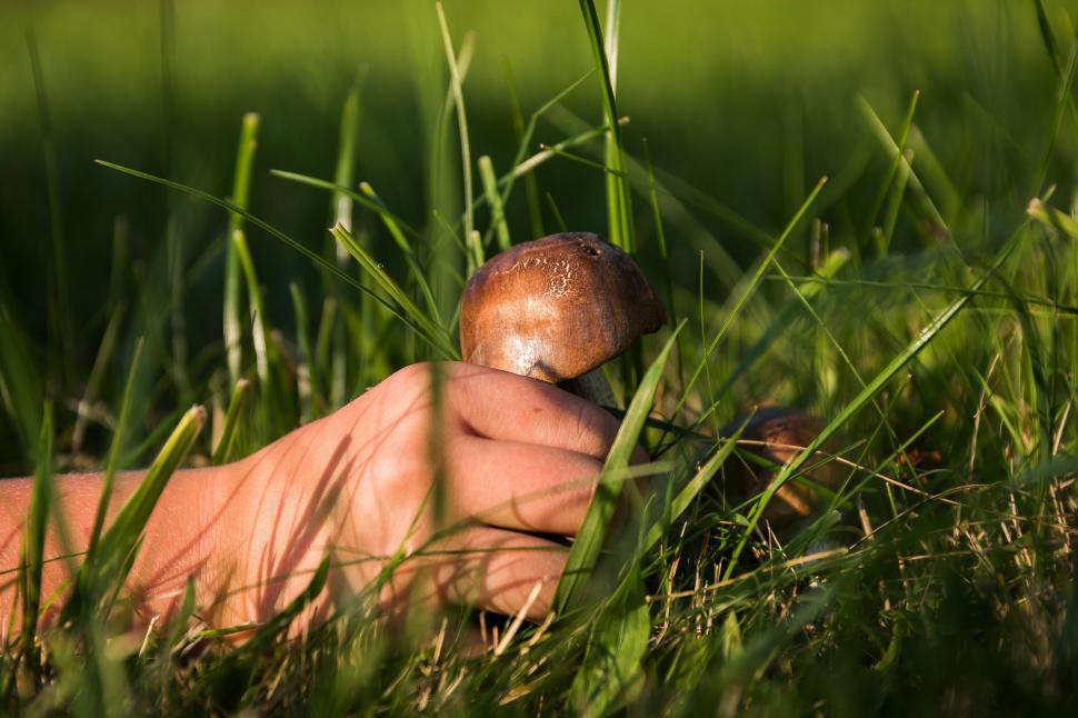 Free Image of Small Mushroom Laying in Grass 