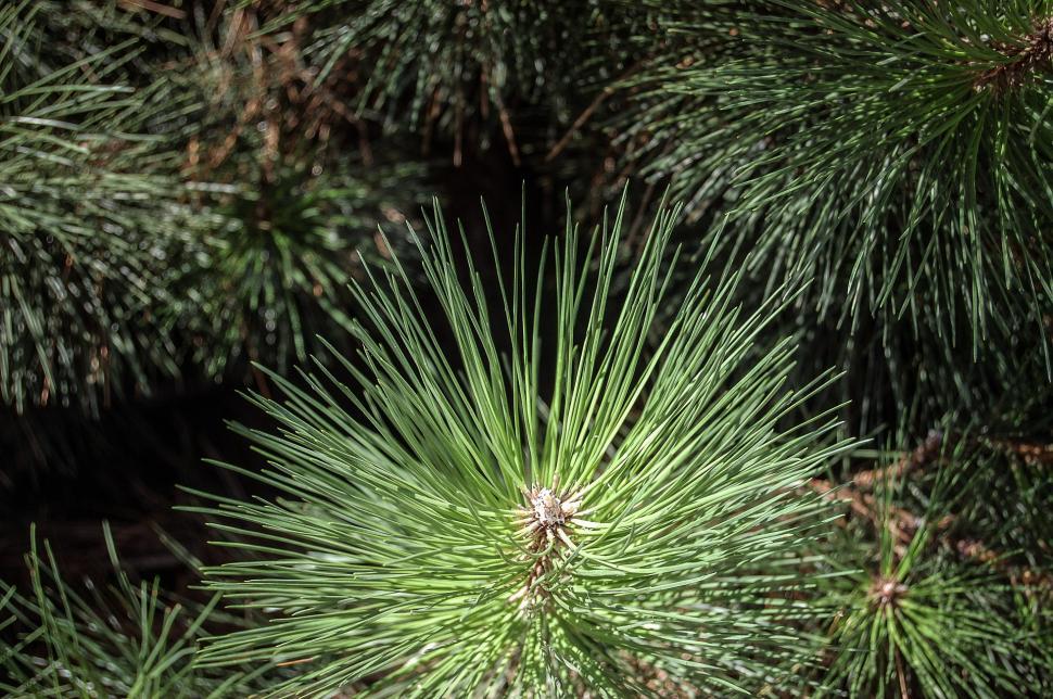 Free Image of Close Up of a Pine Tree With Needles 