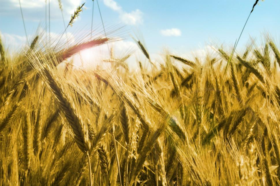 Free Image of Sunlit Field of Wheat With Blue Sky 