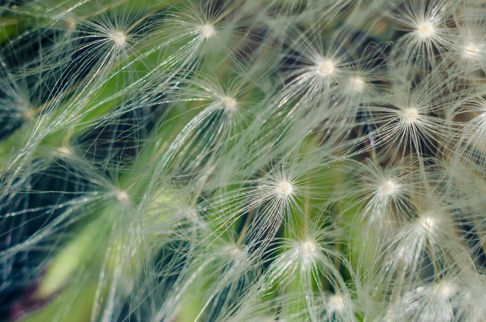 Free Image of Close-Up View of a Dandelion Flower 