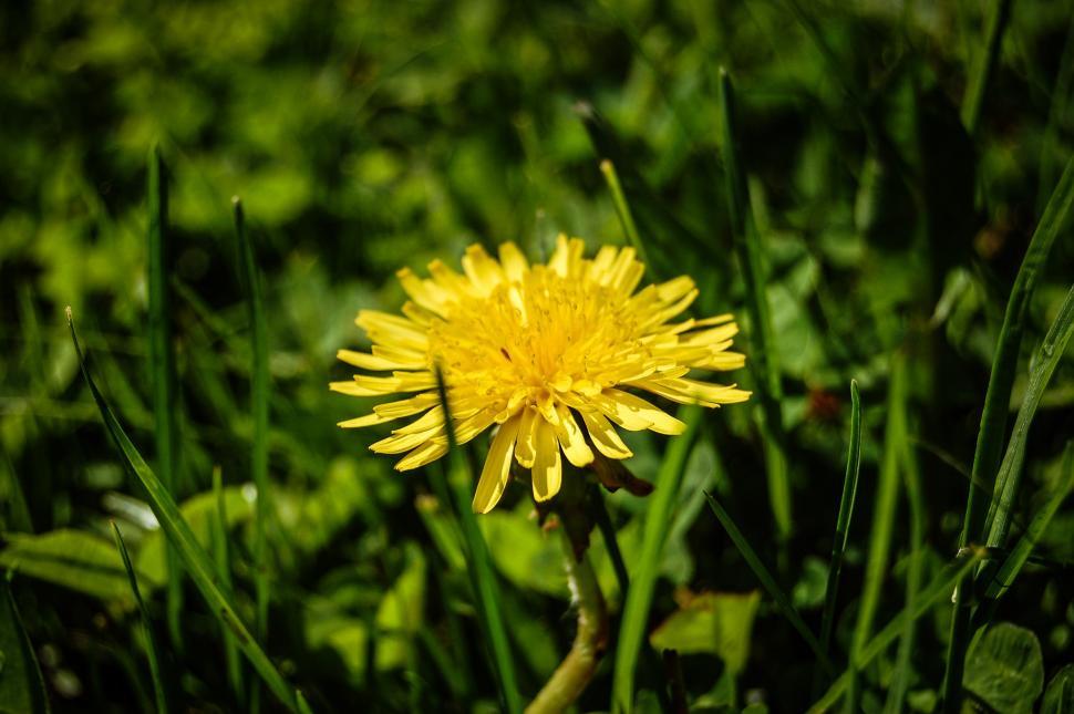 Free Image of Yellow Dandelion in Grassy Field 