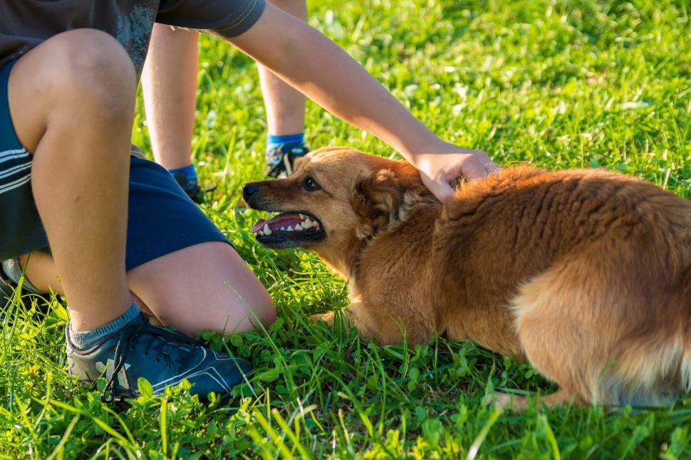 Free Image of Brown Dog Sitting on Lush Green Field 