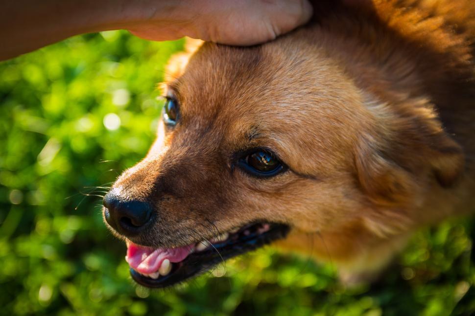 Free Image of Person Petting a Dog Close Up 