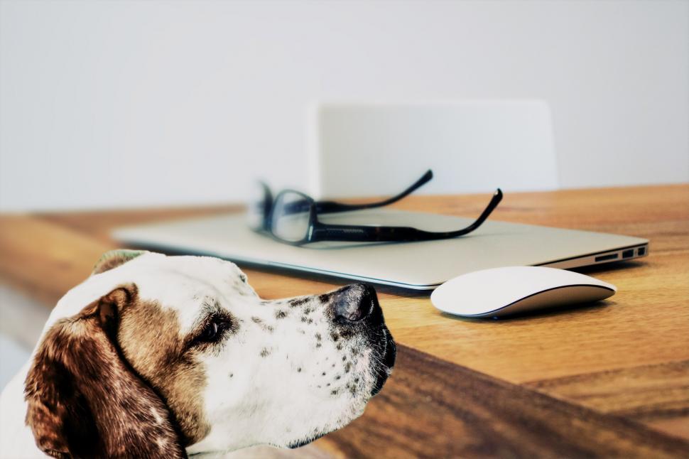 Free Image of Brown and White Dog Sitting Next to Computer Mouse 