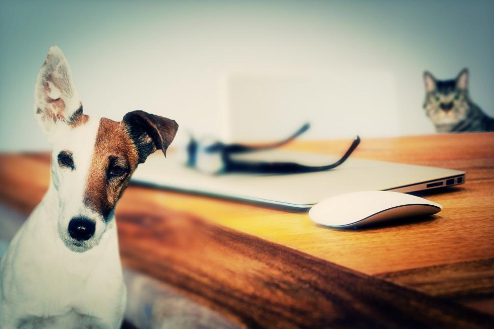Free Image of Dog Sitting on Desk Next to Computer Mouse 