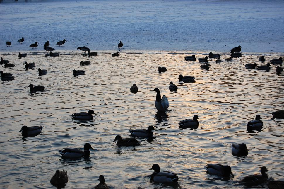 Free Image of A Flock of Ducks Floating on Top of a Lake 