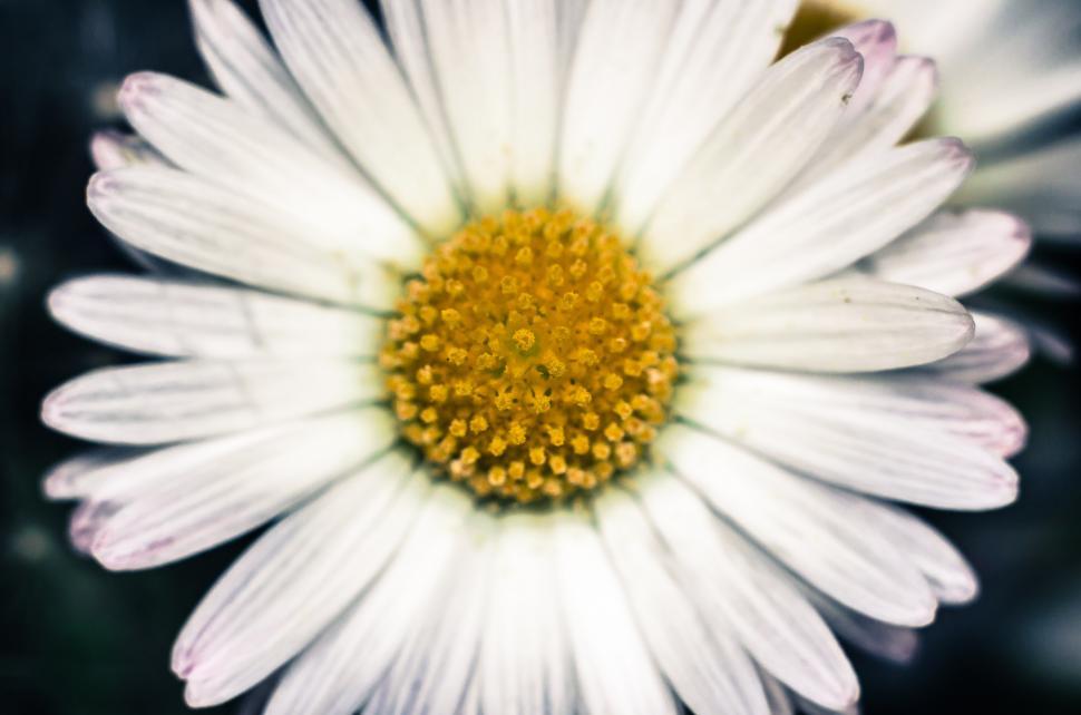 Free Image of Close Up of a White Flower With Yellow Center 