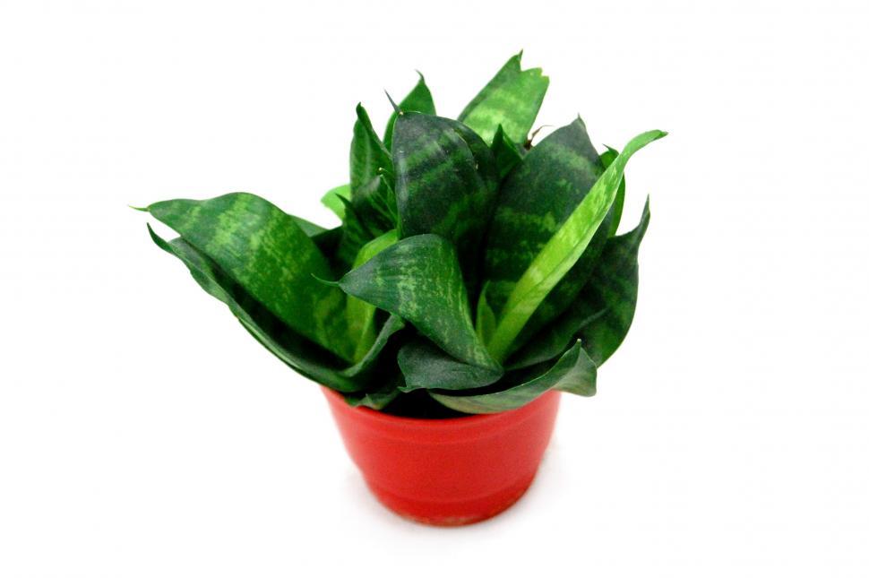 Free Image of Potted Plant With Green Leaves on White Background 