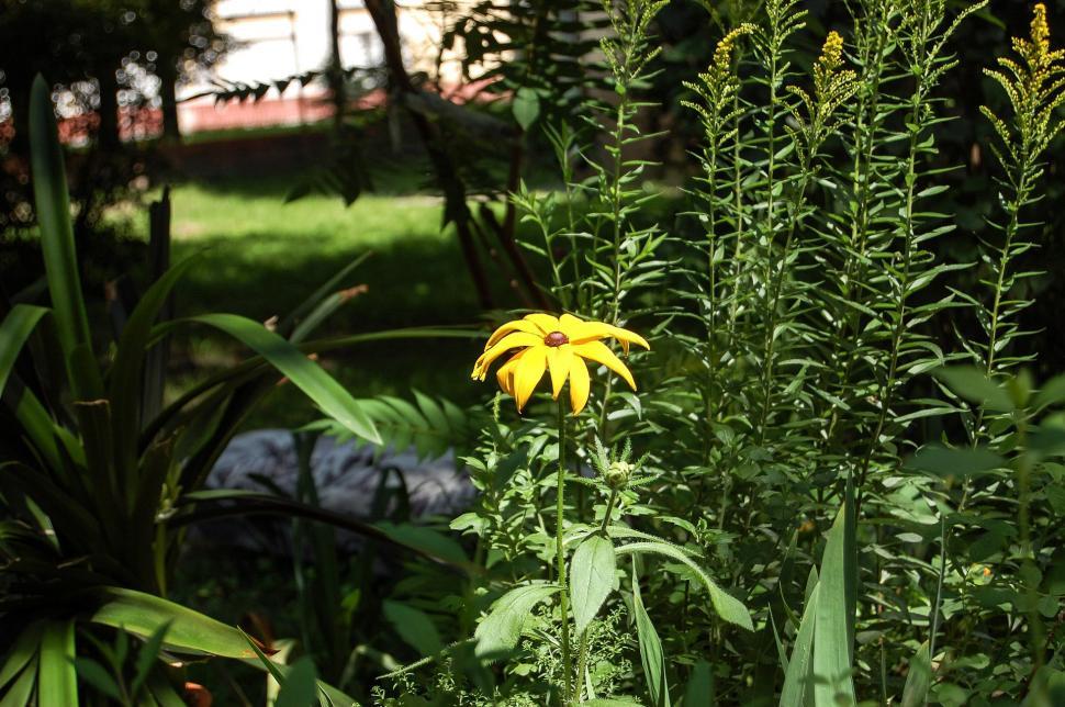Free Image of Yellow Flower Blooming in Garden 