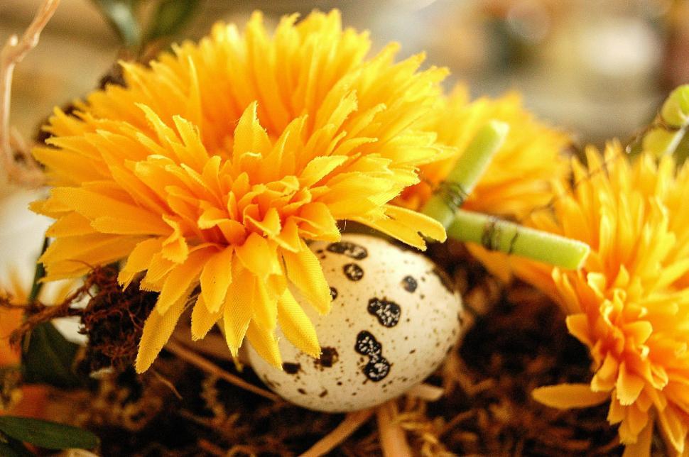 Free Image of Group of Yellow Flowers Next to White Egg 