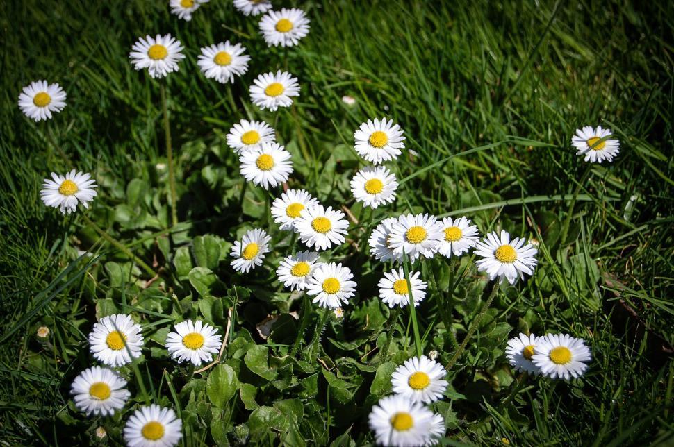 Free Image of White Daisies Blooming in Grass 