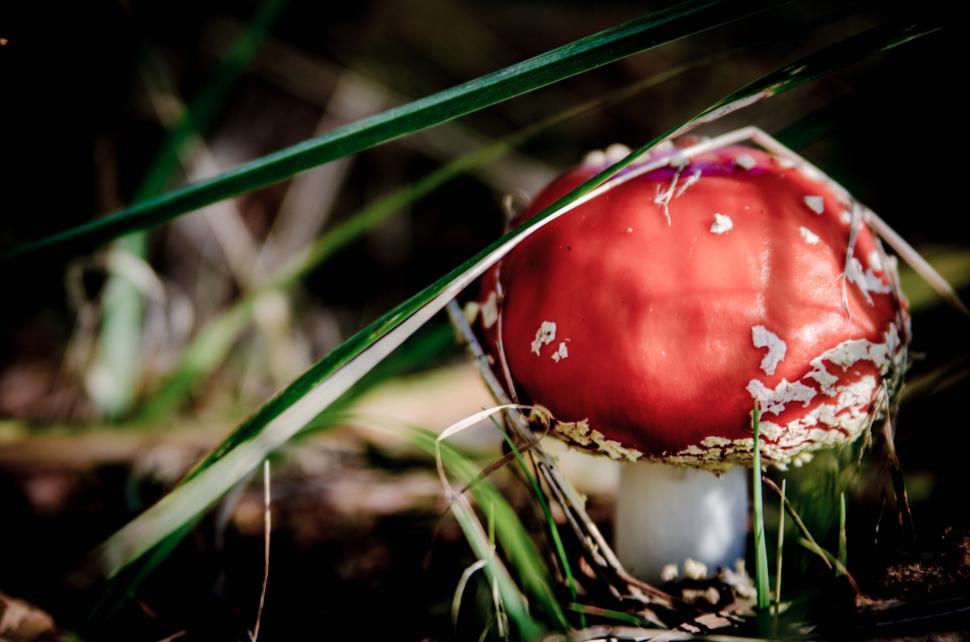 Free Image of Red and White Mushroom in Grass 