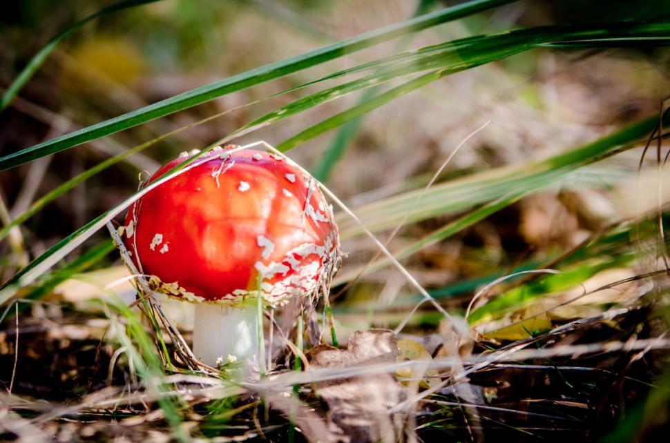 Free Image of Red Mushroom in Lush Green Field 