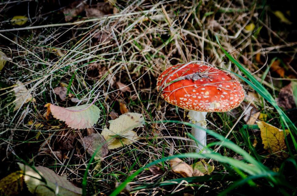 Free Image of Red Mushroom Amidst Lush Green Field 