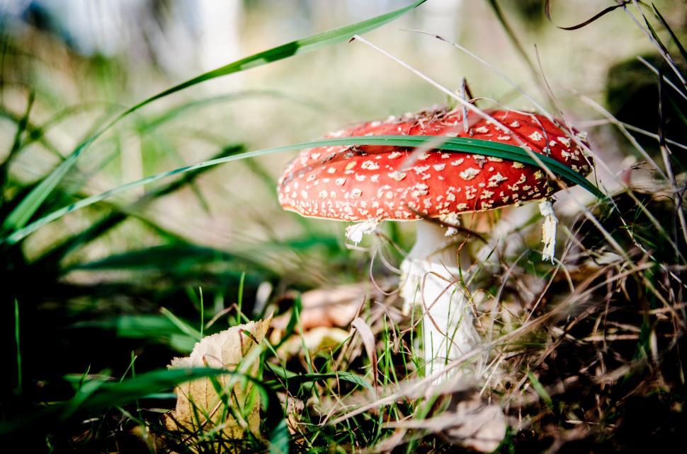 Free Image of Red and White Mushroom in Grass 