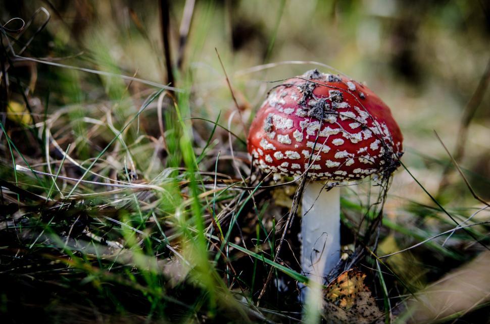 Free Image of Close-Up of a Mushroom in the Grass 